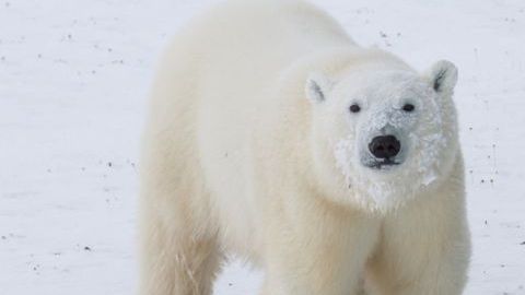 Los osos polares son una especies protegida.