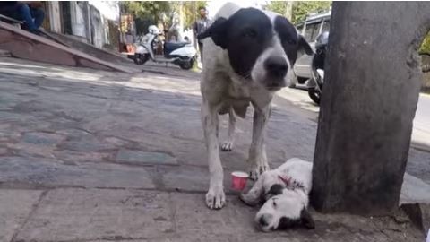 La perra no paró de llorar para que atendieran a su cachorro.