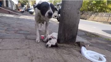 La perra no paró de llorar para que atendieran a su cachorro.