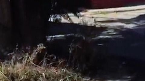 Encadenó al animal a la parte trasera de la  camioneta.