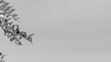 "Roma", la película de Alfonso Cuarón