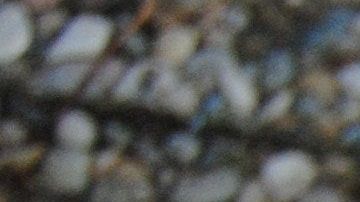 Baby Grey un día sólo apareció.