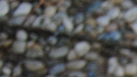 Baby Grey un día sólo apareció.