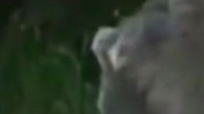 El venado con "enfermedad zombi".
