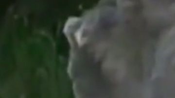 El venado con "enfermedad zombi".