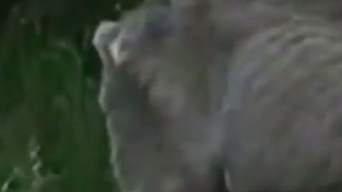 El venado con "enfermedad zombi".