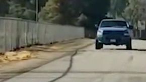 Un hombre es grabado abandonando a su perro.