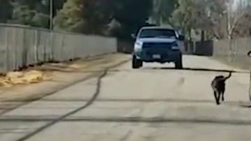 Un hombre es grabado abandonando a su perro.