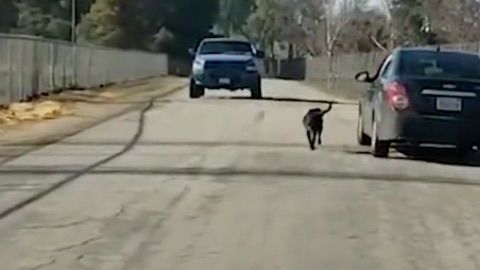 Un hombre es grabado abandonando a su perro.