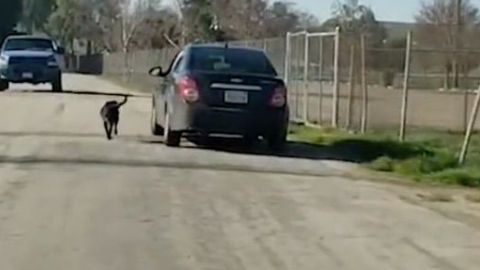 Un hombre es grabado abandonando a su perro.