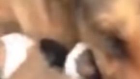 Una perra parece llorar al creer que sus cachorros murieron