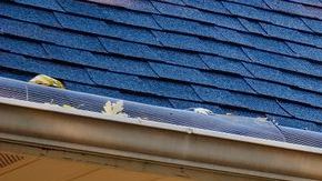 Checa cuándo es la mejor época para limpiar las canaletas.