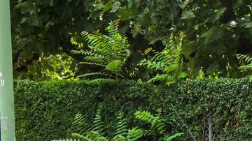 shutterstock_310666757