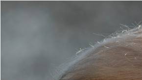 El presidente, Donald Trump, calificó el proyecto del tren de alta velocidad como "fallido"