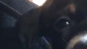 Wesley, la nueva mascota de Kylie Jenner.