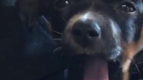 Wesley, la nueva mascota de Kylie Jenner.
