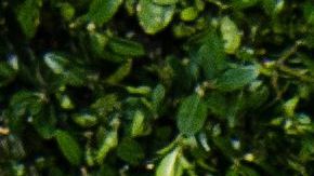 Yalitza Aparicio, la estrella de la película "Roma"