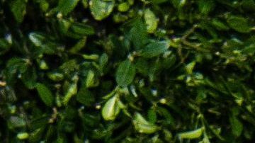 Yalitza Aparicio, la estrella de la película "Roma"