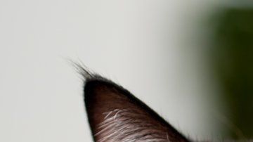 La policía de Londres llegó a una conclusión tras la muerte de más de 400 gatos.