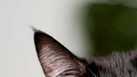 La policía de Londres llegó a una conclusión tras la muerte de más de 400 gatos.