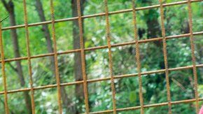 Prasek había comprado al león en 2016 y le construyó una jaula en su casa.