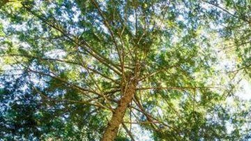 Los hinoki son un tipo de ciprés de larga vida.