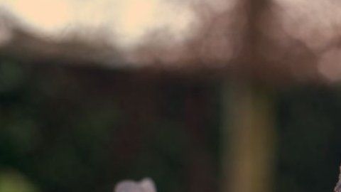 Armando es calificado como el "Lewis Hamilton" de las palomas.