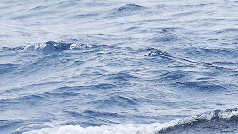 La orca tipo D puede ser el animal más grande del planeta.