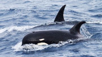 La orca tipo D puede ser el animal más grande del planeta.