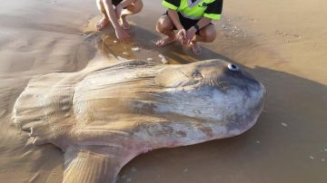El pez luna gigante apareció en una playa de Australia