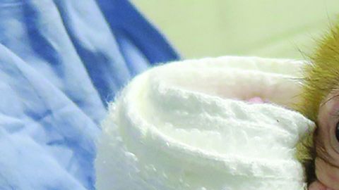 Grady a las 12 semanas.