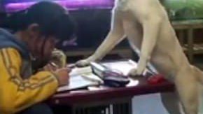 Perro supervisa a una niña para que haga las tareas.
