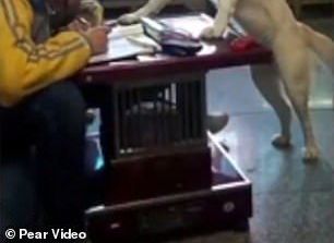 Perro supervisa a una niña para que haga las tareas.