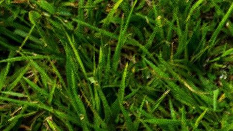 El Consulado Mexicano en Chicago realizará una clínica de béisbol para niños de 5 a 16 años.