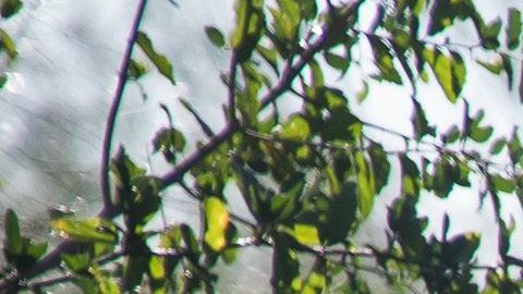 Frontera CBP U.S. Border Patrol arrests aliens illegally entering the United States