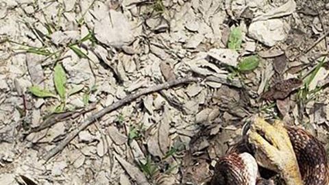 El halcón y la serpiente.