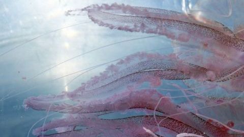 La medusa de aguijón malva, Pelagia noctiluca, es comestible y se encuentra en todos los océanos templados y cálidos del mundo.