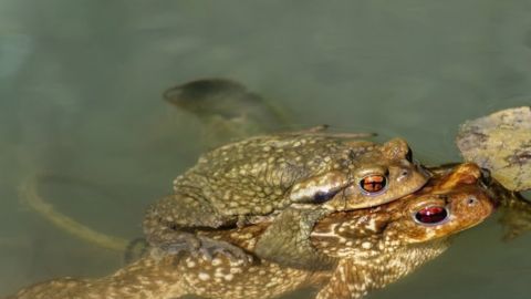 No son centenares, sino miles de pequeños sapos.