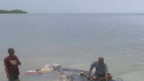 La ballena fue hallada en una playa de Filipinas.