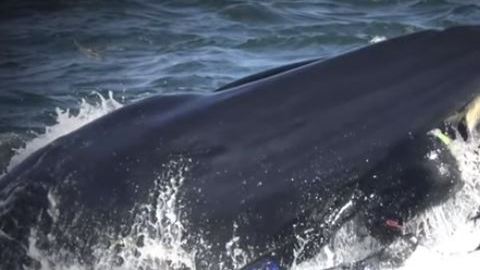 El buzo nunca perdió la calma pues sabía que las ballenas no comen seres humanos.