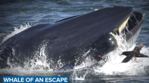 El buzo nunca perdió la calma pues sabía que las ballenas no comen seres humanos.