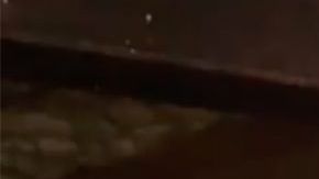 Las serpientes bajo la vivienda.