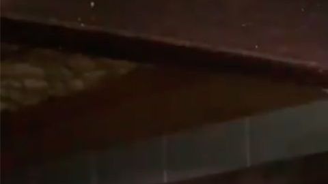 Las serpientes bajo la vivienda.