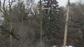 Una mujer fue baleada y asesinada en el vecindario de Rosemoor,  en Chicago.