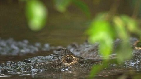 Una de las formas de intimidación de los narcotraficantes era lanzar los cuerpos de sus víctimas a caimanes y cocodrilos.
