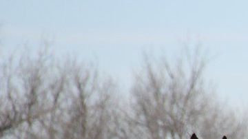 Caballos salvajes como estos se ofrecen para adopción.