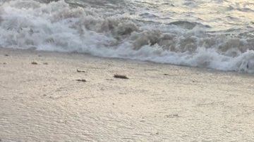 La embarcación usada por los balseros.