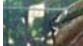 Gayle y Bob McCaffrey.