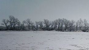 Un perro se hizo amigo de un ciervo.