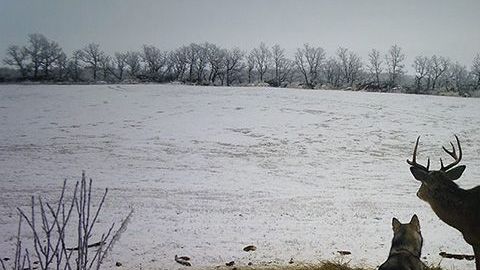 Un perro se hizo amigo de un ciervo.